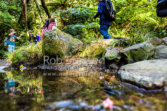 School children on class trip and native forest bush walk, crossing a freshwater stream with school bags on. Education and learning outside the classroom, Wellington, Wellington City District, Wellington Region, New Zealand (NZ)