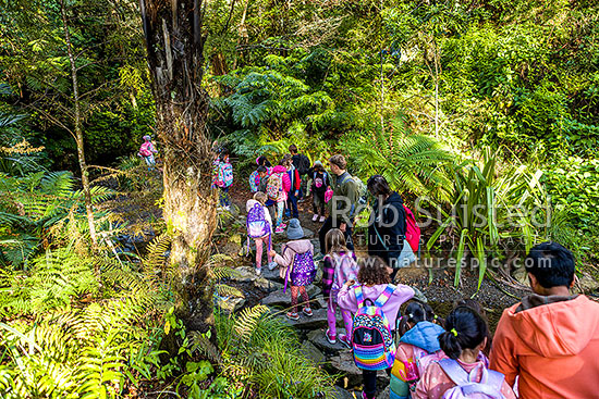 School children on class trip and native forest bush walk, crossing a freshwater stream with school bags on. Education and learning outside the classroom, Wellington, Wellington City District, Wellington Region, New Zealand (NZ)