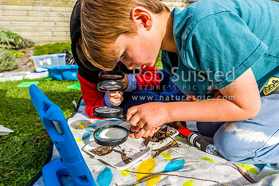 School children investigating insect life found in leaf litter and detritus with magnifying glasses and USB microscopes on a class trip. Education and learning outside the classroom, Wellington, Wellington City District, Wellington Region, New Zealand (NZ)