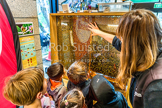 School children learning about bees and their hives at the Wellington Botanical Gardens education centre during a class trip. Education and learning outside the classroom, Wellington, Wellington City District, Wellington Region, New Zealand (NZ)