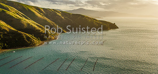 Green-lipped mussel farm (Perna canaliculus), marine farm (aquaculture) in Elise Bay, Admiralty Bay, French Pass. Marlborough Sounds. Similar to #27771OT00, French Pass, Marlborough District, Marlborough Region, New Zealand (NZ)