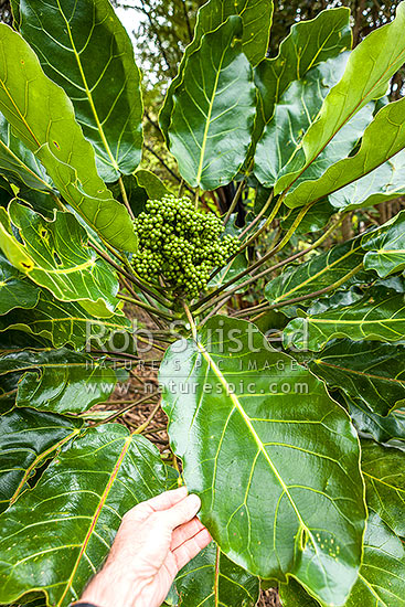 Puka tree leave and fruit (Meryta sinclairii); pukanui, puka. An attractive endemic native plant with leaves up to 500mm, New Zealand (NZ)