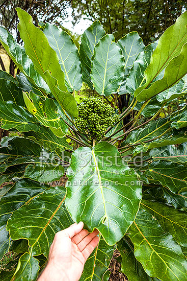 Puka tree leave and fruit (Meryta sinclairii); pukanui, puka. An attractive endemic native plant with leaves up to 500mm, New Zealand (NZ)