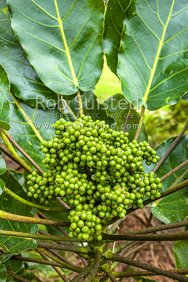 Puka tree leave and fruit (Meryta sinclairii); pukanui, puka. An attractive endemic native plant with leaves up to 500mm, New Zealand (NZ)