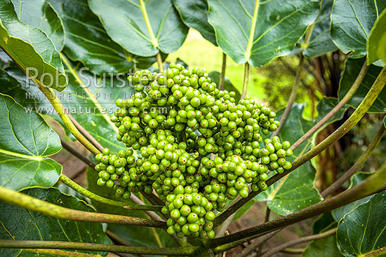 Puka tree leave and fruit (Meryta sinclairii); pukanui, puka. An attractive endemic native plant with leaves up to 500mm, New Zealand (NZ)