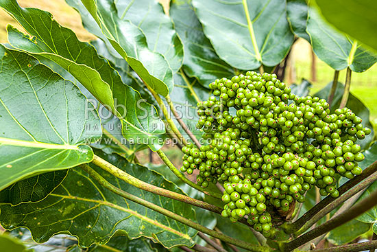 Puka tree leave and fruit (Meryta sinclairii); pukanui, puka. An attractive endemic native plant with leaves up to 500mm, New Zealand (NZ)