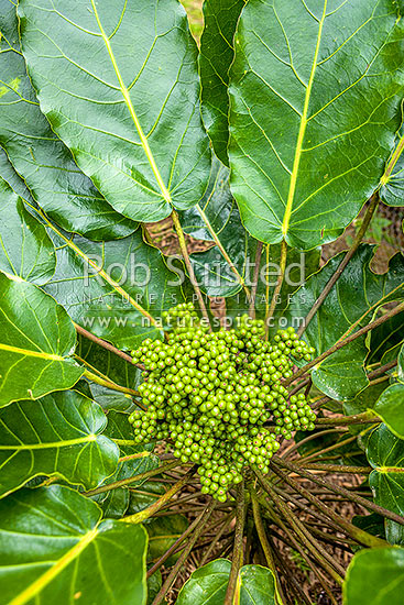 Puka tree leave and fruit (Meryta sinclairii); pukanui, puka. An attractive endemic native plant with leaves up to 500mm, New Zealand (NZ)