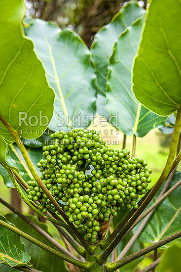 Puka tree leave and fruit (Meryta sinclairii); pukanui, puka. An attractive endemic native plant with leaves up to 500mm, New Zealand (NZ)