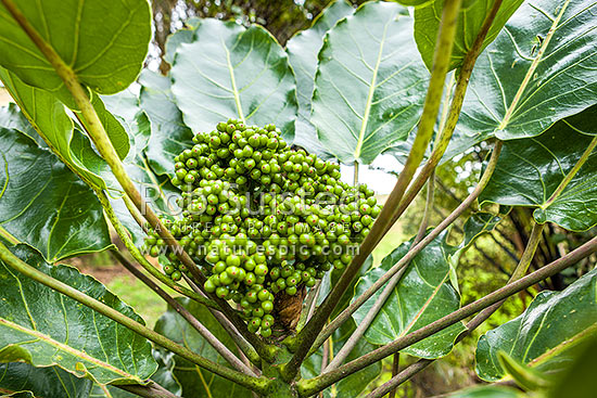 Puka tree leave and fruit (Meryta sinclairii); pukanui, puka. An attractive endemic native plant with leaves up to 500mm, New Zealand (NZ)