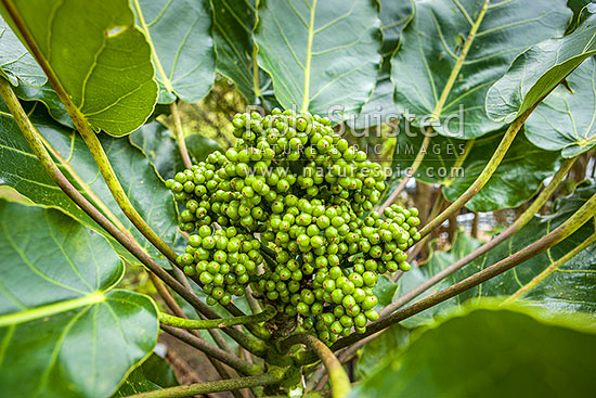 Puka tree leave and fruit (Meryta sinclairii); pukanui, puka. An attractive endemic native plant with leaves up to 500mm, New Zealand (NZ)