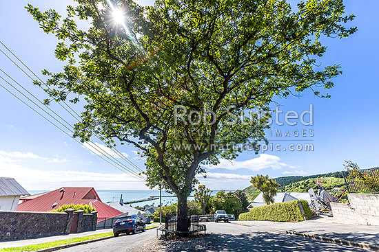 Memorial oak and stone for Robert Falcon Scott, after crew of the Terra Nova came ashore to send a coded message of his death from Harbourmaster's residence here, Oamaru, Waitaki District, Canterbury Region, New Zealand (NZ)