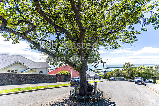 Memorial oak and stone for Robert Falcon Scott, after crew of the Terra Nova came ashore to send a coded message of his death from Harbourmaster's residence here, Oamaru, Waitaki District, Canterbury Region, New Zealand (NZ)