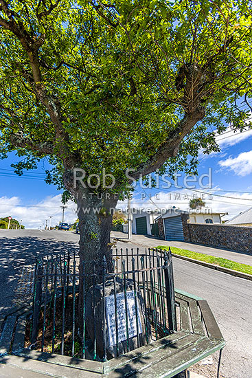 Memorial oak and stone for Robert Falcon Scott, after crew of the Terra Nova came ashore to send a coded message of his death from Harbourmaster's residence here, Oamaru, Waitaki District, Canterbury Region, New Zealand (NZ)