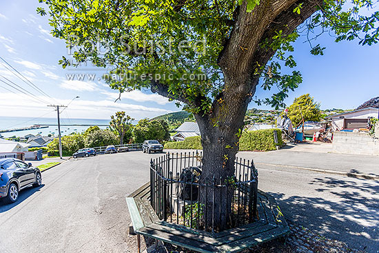 Memorial oak and stone for Robert Falcon Scott, after crew of the Terra Nova came ashore to send a coded message of his death from Harbourmaster's residence here, Oamaru, Waitaki District, Canterbury Region, New Zealand (NZ)