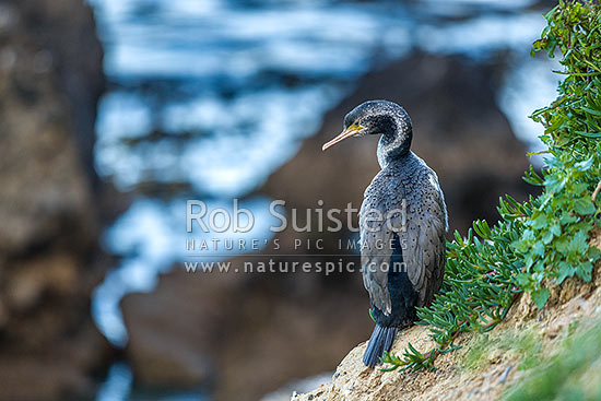 Parekareka, spotted shag (Stictocarbo punctatus) on cliff tops nest. Non-breeding plummage, Oamaru, New Zealand (NZ)