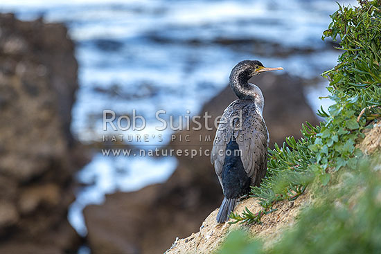 Parekareka, spotted shag (Stictocarbo punctatus) on cliff tops nest. Non-breeding plummage, Oamaru, New Zealand (NZ)