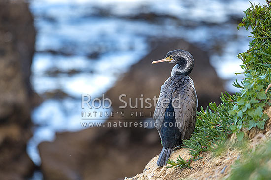 Parekareka, spotted shag (Stictocarbo punctatus) on cliff tops nest. Non-breeding plummage, Oamaru, New Zealand (NZ)