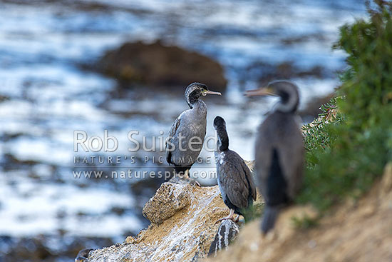 Parekareka, spotted shag (Stictocarbo punctatus) on cliff tops nest. Non-breeding plummage, Oamaru, New Zealand (NZ)