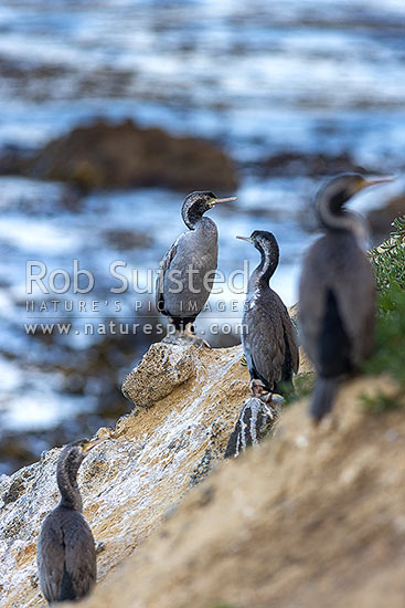 Parekareka, spotted shag (Stictocarbo punctatus) on cliff tops nest. Non-breeding plummage, Oamaru, New Zealand (NZ)