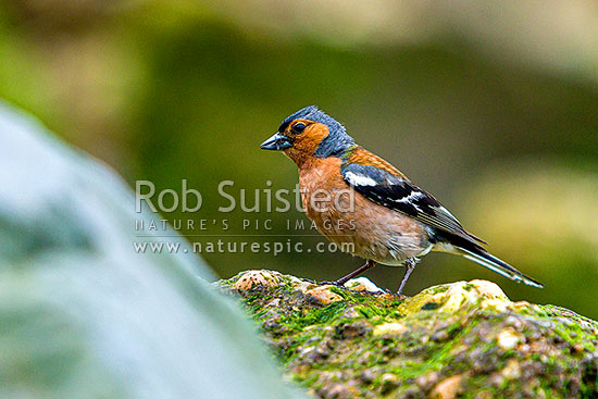 Chaffinch (Fringilla coelebs) feeding in the intertidal zone, an introduced species, New Zealand (NZ)