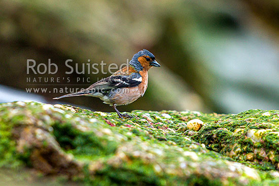 Chaffinch (Fringilla coelebs) feeding in the intertidal zone, an introduced species, New Zealand (NZ)