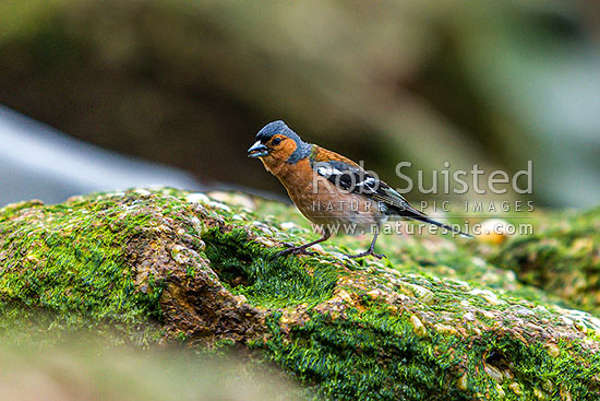 Chaffinch (Fringilla coelebs) feeding in the intertidal zone, an introduced species, New Zealand (NZ)