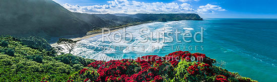 North Piha Beach, and Kohunui Bay, seen from Te Waha Point. Lion Rock and Kaiwhare Point distant. Waitakere Ranges, West Auckland, with flowering Pohutukawa trees. Aerial panorama, Piha Beach, Waitakere City District, Auckland Region, New Zealand (NZ)