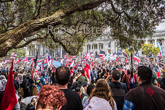 Hikoi mo te Tiriti March protesting against the Treaty Principles Bill in Wellington 19 November 2024, at Parliament listening to speeches, Wellington, Wellington City District, Wellington Region, New Zealand (NZ)