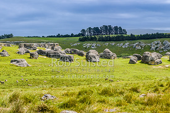 Elephant Rocks limestone site in the Waitaki Whitestone Geopark, Maerewhenua. Uplifted weathered marine limestone outcrops, Duntroon, Waitaki District, Canterbury Region, New Zealand (NZ)