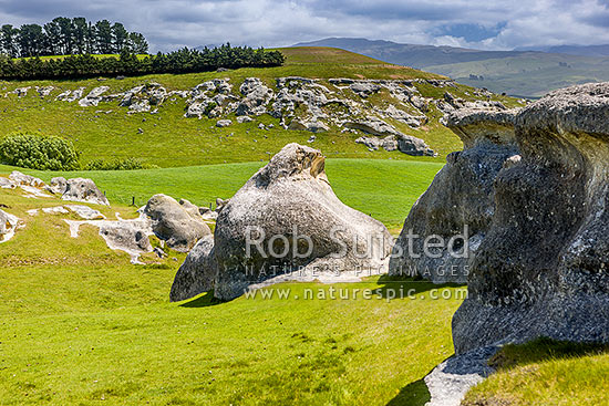 Elephant Rocks limestone site in the Waitaki Whitestone Geopark, Maerewhenua. Uplifted weathered marine limestone outcrops, Duntroon, Waitaki District, Canterbury Region, New Zealand (NZ)