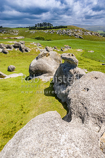 Elephant Rocks limestone site in the Waitaki Whitestone Geopark, Maerewhenua. Uplifted weathered marine limestone outcrops, Duntroon, Waitaki District, Canterbury Region, New Zealand (NZ)