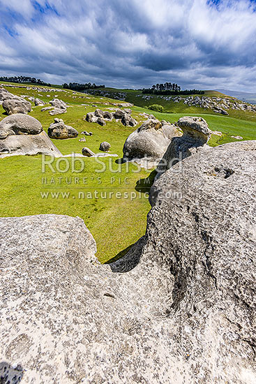 Elephant Rocks limestone site in the Waitaki Whitestone Geopark, Maerewhenua. Uplifted weathered marine limestone outcrops, Duntroon, Waitaki District, Canterbury Region, New Zealand (NZ)