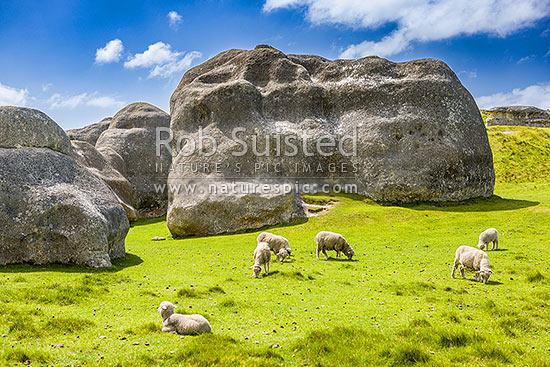 Elephant Rocks limestone site in the Waitaki Whitestone Geopark, Maerewhenua. Sheep grazing amongst uplifted weathered marine limestone, Duntroon, Waitaki District, Canterbury Region, New Zealand (NZ)