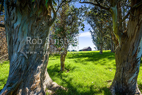 Charles Eberhard Suisted's Goodwood Estate stables built 1848-50. One of NZ's earliest remaining residences and second oldest extant farm building. Historic Place Category 1, Palmerston, Waitaki District, Canterbury Region, New Zealand (NZ)