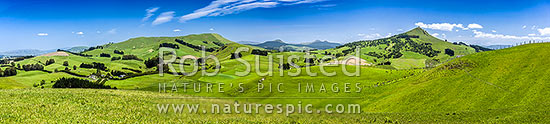 Rural lush farmland panorama near Goodwood with rolling hills and paddocks. Mt Puketapu (343m) a local landmark with McKenzie memorial on summit at right, Mt Royal left, Palmerston, Waitaki District, Canterbury Region, New Zealand (NZ)