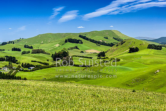 Rural lush farmland near Goodwood with rolling hills and paddocks. Mt Royal (319m) centre, Palmerston, Waitaki District, Canterbury Region, New Zealand (NZ)