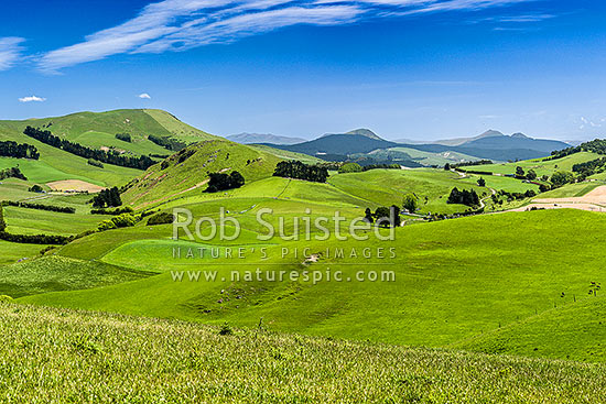 Rural lush farmland near Goodwood with rolling hills and paddocks. Mt Royal (319m) left, Palmerston, Waitaki District, Canterbury Region, New Zealand (NZ)