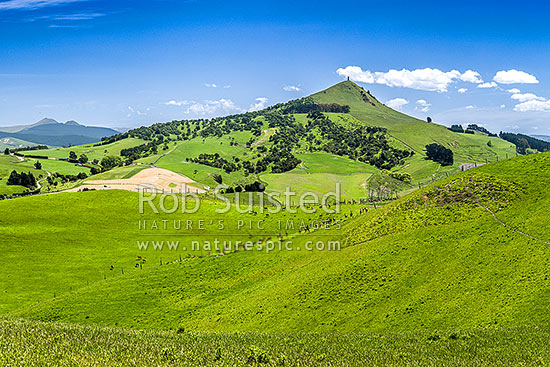 Rural lush farmland near Goodwood with rolling hills and paddocks. Mt Puketapu (343m) a local landmark with McKenzie memorial on summit, Palmerston, Waitaki District, Canterbury Region, New Zealand (NZ)