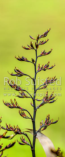 Flax flower stem (Phormium colensoi, syn Phormium cookianum). NZ native, endemic. Vertical panorama, New Zealand (NZ)