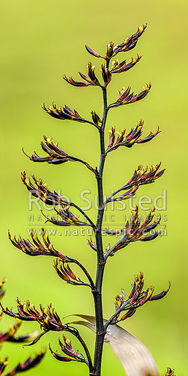 Flax flower stem (Phormium colensoi, syn Phormium cookianum). NZ native, endemic. Vertical panorama, New Zealand (NZ)