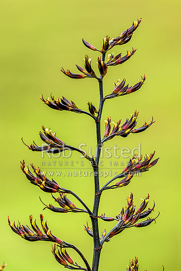 Flax flower stem (Phormium colensoi, syn Phormium cookianum). NZ native, endemic, New Zealand (NZ)