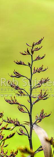 Flax flower stem (Phormium colensoi, syn Phormium cookianum). NZ native, endemic. Vertical panorama, New Zealand (NZ)