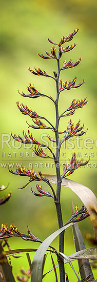 Flax flower stem (Phormium colensoi, syn Phormium cookianum). NZ native, endemic. Vertical panorama, New Zealand (NZ)