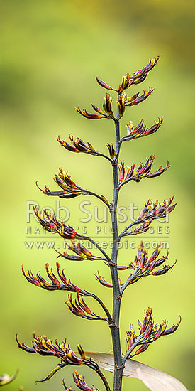 Flax flower stem (Phormium colensoi, syn Phormium cookianum). NZ native, endemic. Vertical panorama, New Zealand (NZ)