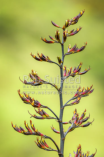 Flax flower stem (Phormium colensoi, syn Phormium cookianum). NZ native, endemic, New Zealand (NZ)