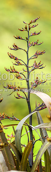 Flax flower stem (Phormium colensoi, syn Phormium cookianum). NZ native, endemic. Vertical panorama, New Zealand (NZ)