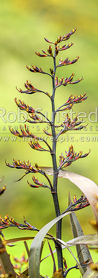 Flax flower stem (Phormium colensoi, syn Phormium cookianum). NZ native, endemic. Vertical panorama, New Zealand (NZ)