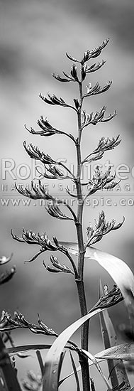 Flax flower stem (Phormium colensoi, syn Phormium cookianum). NZ native, endemic. Black and white, vertical panorama, New Zealand (NZ)