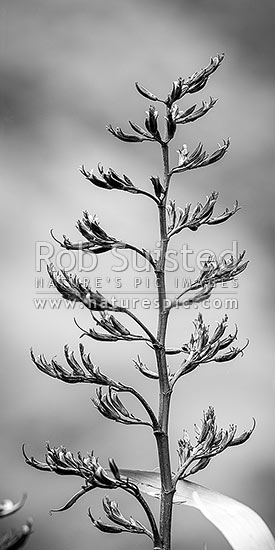 Flax flower stem (Phormium colensoi, syn Phormium cookianum). NZ native, endemic. Black and white, vertical panorama, New Zealand (NZ)