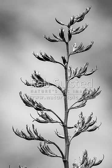 Flax flower stem (Phormium colensoi, syn Phormium cookianum). NZ native, endemic. Black and white, New Zealand (NZ)